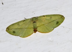 Hypochrosini
