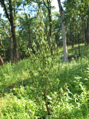 Frasera caroliniensis