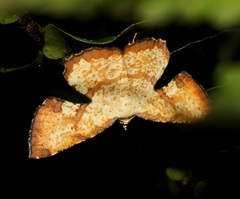 Corymica deducta