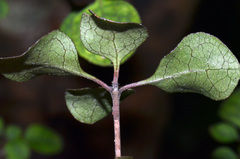 Coprosma tenuicaulis