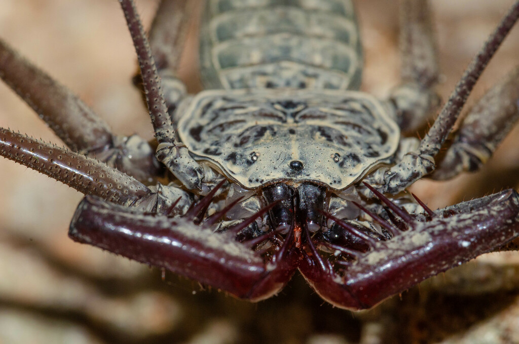 Phrynus pinarensis