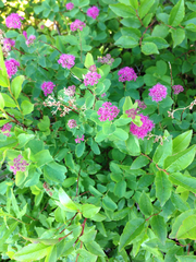 Spiraea splendens