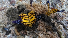 Dysphania subrepleta