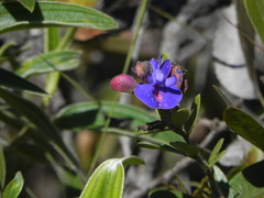 Periandra mediterranea