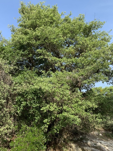 Quercus eduardi