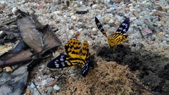 Dysphania subrepleta