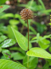 Monarda bradburiana