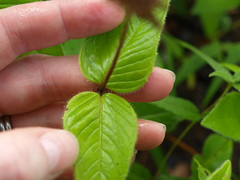 Monarda bradburiana