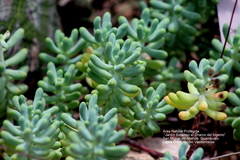 Sedum pachyphyllum