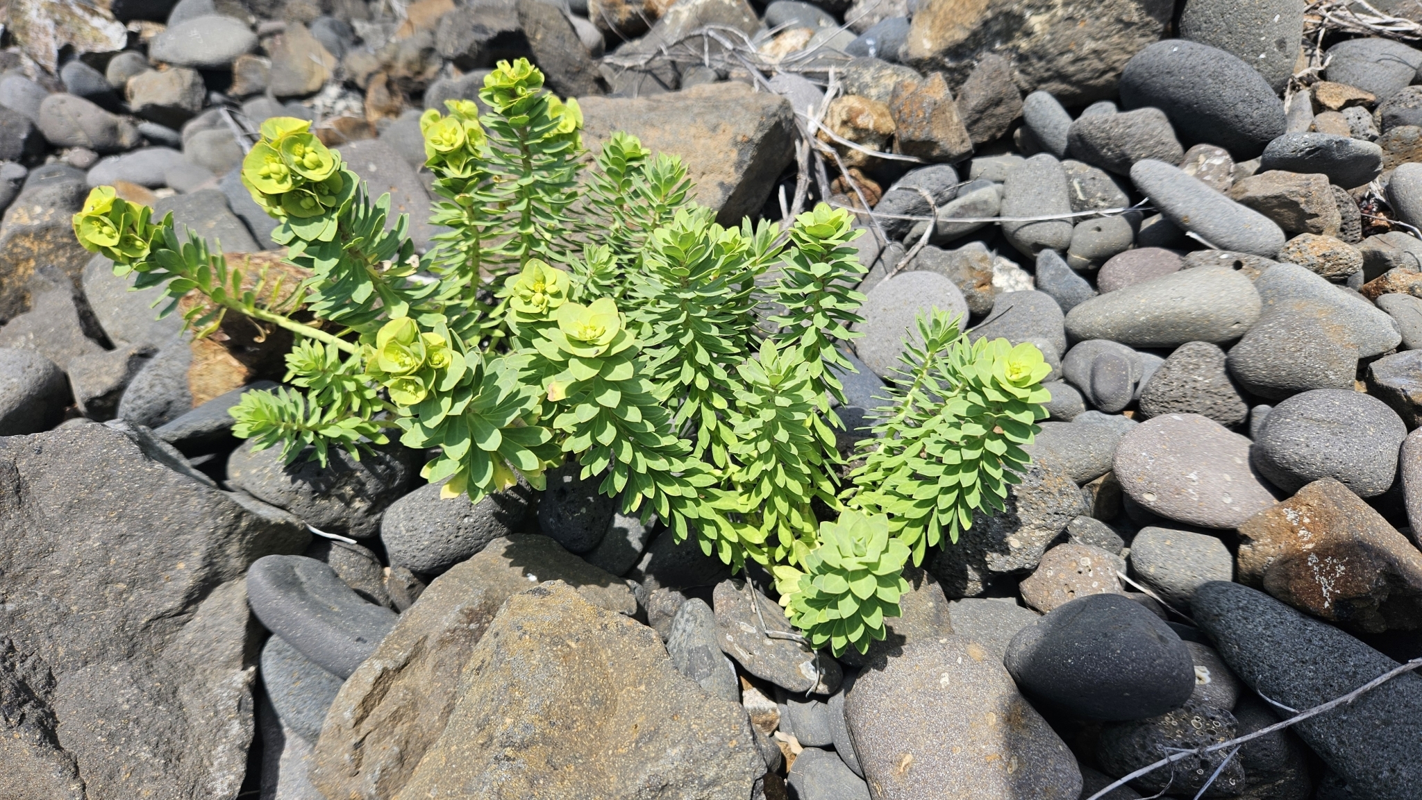 Euphorbia azorica