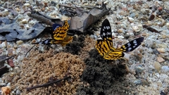 Dysphania subrepleta