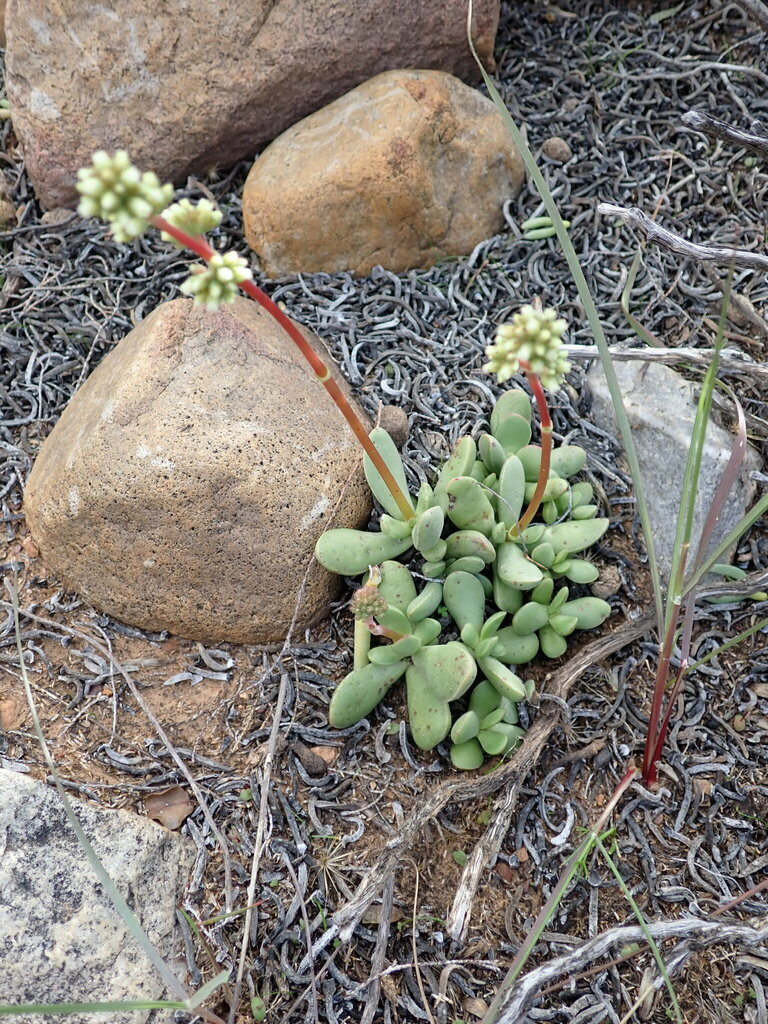 Crassula clavata from Anysberg Reserve on July 26, 2024 at 10:29 AM by ...