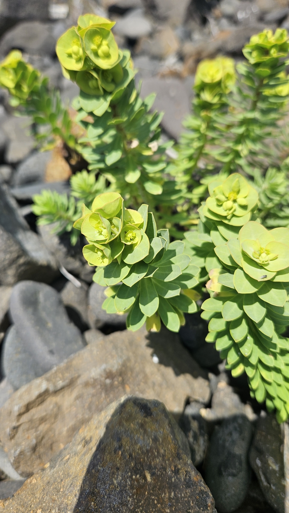 Euphorbia azorica 2