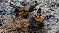 Dysphania subrepleta