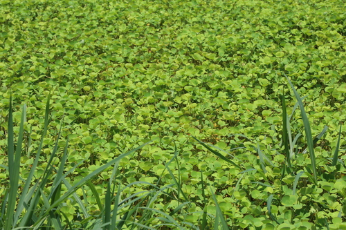 Marsilea mutica