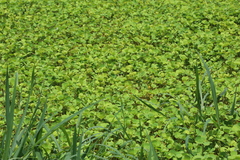 Marsilea mutica