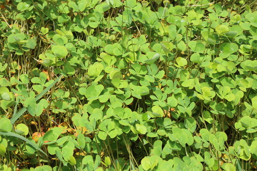 Image of Marsilea mutica by (c) Reid Hardin, some rights reserved (CC BY)