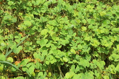Marsilea mutica, photograph (c) Reid Hardin, some rights reserved (CC BY)