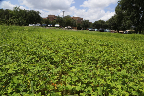 Nardoo (Marsilea mutica)