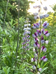 Lupinus perennis