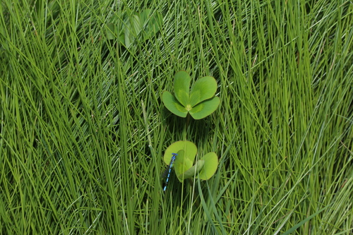 Marsilea mutica, photograph 5