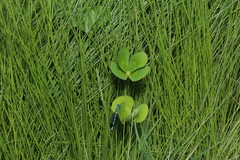 Marsilea mutica, photograph (c) Reid Hardin, some rights reserved (CC BY)