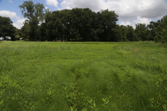 Marsilea mutica, photograph (c) Reid Hardin, some rights reserved (CC BY)