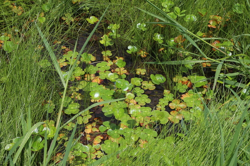 Marsilea mutica, photograph 3