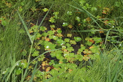Marsilea mutica, photograph (c) Reid Hardin, some rights reserved (CC BY)