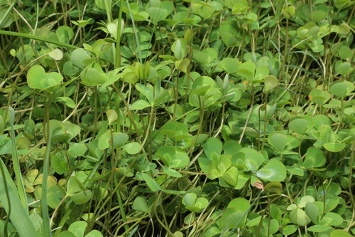 Marsilea mutica, photograph 6