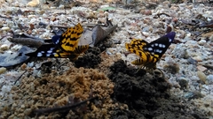 Dysphania subrepleta