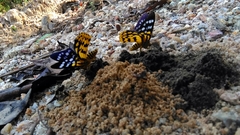 Dysphania subrepleta