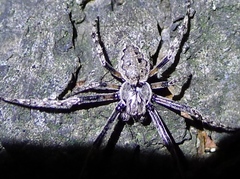 Nuctenea umbratica