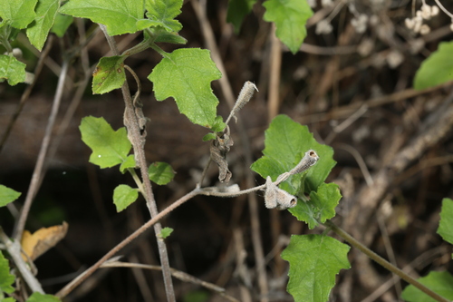 Image of Mentzelia texana by (c) Reid Hardin, some rights reserved (CC BY)