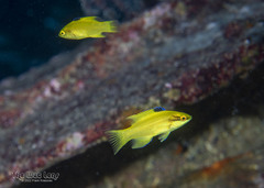 Spotfin Hogfish photo 5