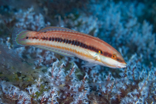 Slippery Dick