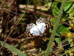 Ariconias glaphyra