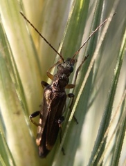 Oedemera barbara