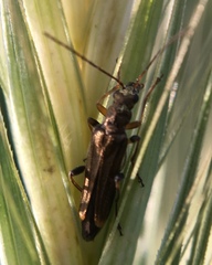 Oedemera barbara