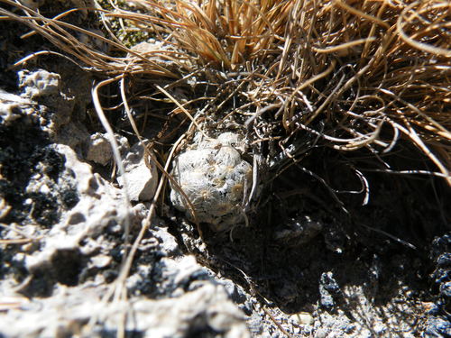 Mammillaria theresae