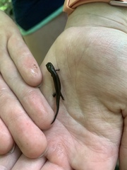 Desmognathus brimleyorum