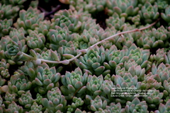 Echeveria prolifica