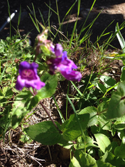Penstemon serrulatus