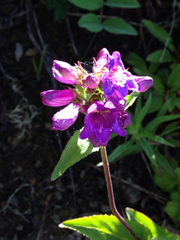Penstemon serrulatus
