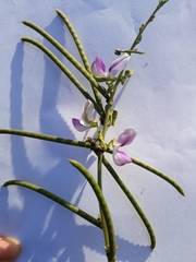 Neustanthus phaseoloides