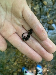 Desmognathus brimleyorum