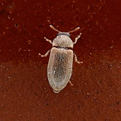 Byturus unicolor