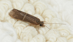 Cheumatopsyche analis