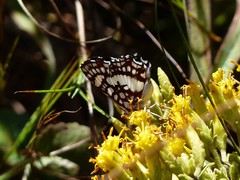 Ariconias glaphyra