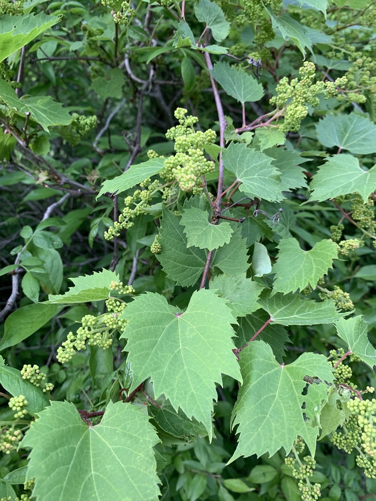 Wisconsin Invasive Grapevine grapevines from 54165, Seymour, WI, US on June 8, 2019 at 08:02 PM by ...
